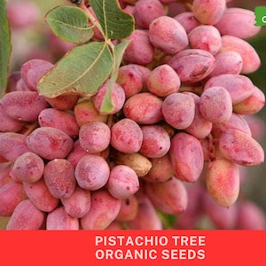 Pistachio planting seeds - Etsy 日本