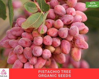 50 graines de pistachier bio, héritage sans OGM - Pistacia vera, graines de fleurs rouges, paquet de 50 graines