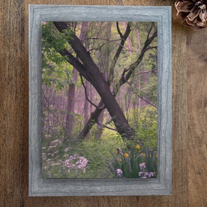 Spring Forest Photograph - Moody Woodland Wall Decor - Archival Photo Print - Ontario Canada Landscape 8x12 Vertical Print - Toronto ON