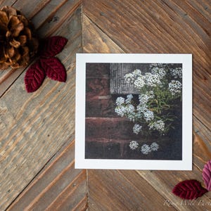 Impression de photographie d'art botanique printanière - fleurs de jardin blanches - affiche murale en briques - impression giclée d'art - alyssum doux - cadeau de fête des mères