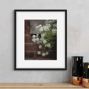 Impression de photographie d'art botanique printanière - fleurs de jardin blanches - affiche murale en briques - impression giclée d'art - alyssum doux - cadeau de fête des mères