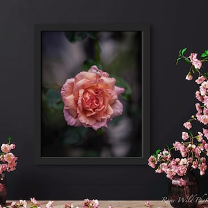 Impression d'art mural rose 8 x 10 - décoration murale botanique pluie jardin - impression macrophotographie rose pêche - décoration de manteau de cheminée de printemps