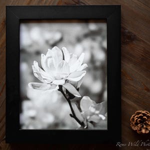 Poster fleur de magnolia - impression d'art botanique noir et blanc - photographie pétales de fleurs - décoration murale monochrome pour salon - cadeau de mariage