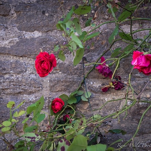 Photographie botanique abstraite - imprimé floral - affiche murale en briques grises - décoration murale roses anglaises - décoration de bureau - cadeau inspirant