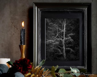 Black and White Tree Photography Print: Autumn Forest Wall Art, Halloween Decor