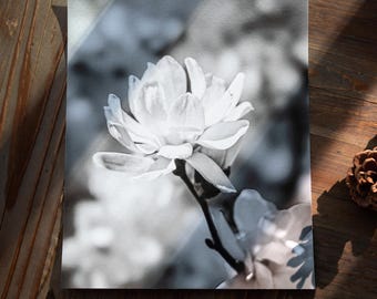 Magnolia Flower Print: Black and White Floral Photography, Botanical Wall Art