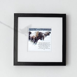 Facing the Storm - A Bison's Story