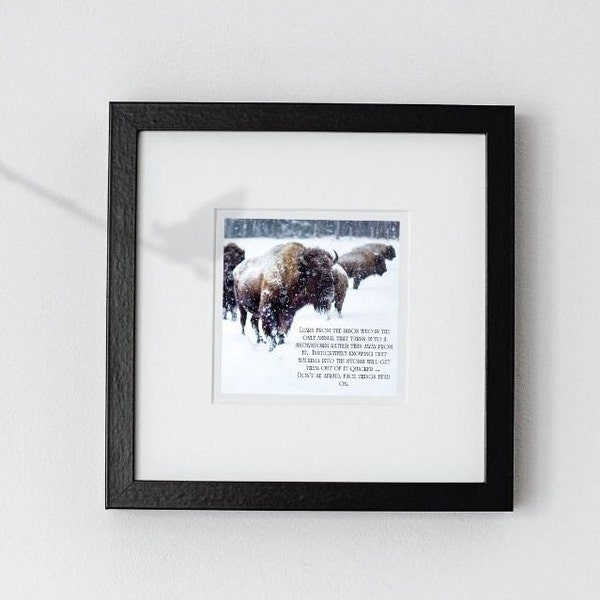 Facing the Storm - A Bison's Story