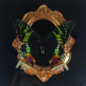 May include: A framed butterfly with iridescent wings, in shades of green, yellow, and purple, set against a gold ornate frame. The butterfly's body is black, on a solid black background.