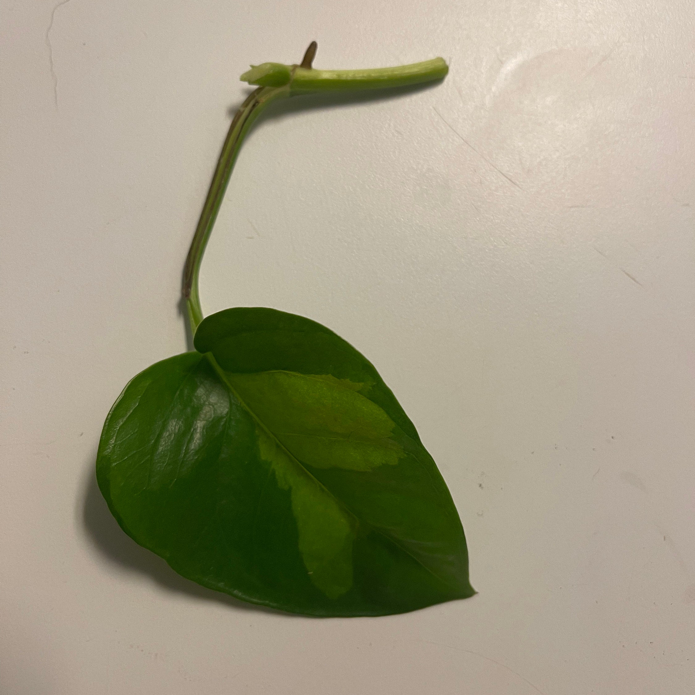 Global Green Pothos Cuttings Etsy
