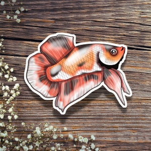 Die-Cut Calico Betta Fish Sticker, Betta Lover, Plakat, Koi color, Hydro Flask Sticker, Lap top sticker, Kindle Decal, Water Bottle Sticker
