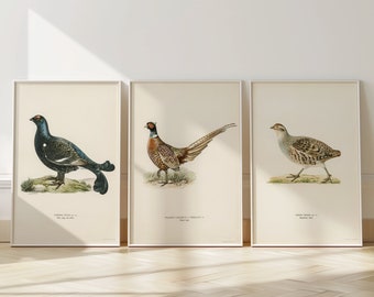 Pheasant Patridge Grouse Set Of 3 Prints - Game Bird Posters - Country Hunting Art
