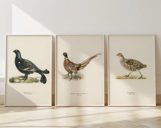 Pheasant Patridge Grouse Set Of 3 Prints - Game Bird Posters - Country Hunting Art