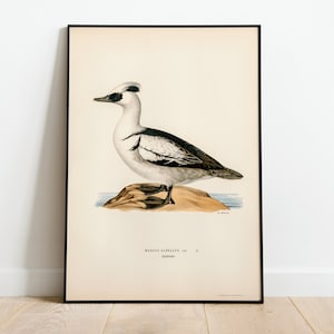 Smew Duck Vogel Wand Kunst Druck Poster | Hochwertiges Archival Classic Home Decor Giclee Vintage Natur Vogel Kunstwerk