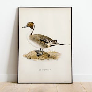 Northern Pintail Duck Bird Wall Art Print Poster | High Quality Archival Classic Home Decor Giclee Vintage Nature Artwork Print