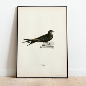 Póster con impresión artística de pájaro veloz para pared, decoración clásica para el hogar de archivo de alta calidad, obra de arte vintage con pájaros naturales
