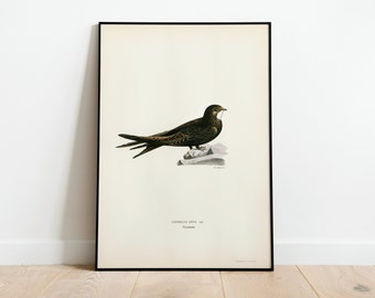 Swift Bird Wall Art Print Poster | High Quality Archival Classic Home Decor Giclee Vintage Nature Bird Artwork