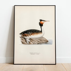 Op de afbeelding: Een vintage illustratie van een grote dodaars, een watervogel met een zwart-wit lichaam, een rood-oranje kop en een lange nek. De vogel zit op een rots in een waterlichaam. De illustratie is omlijst in zwart.
