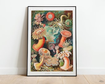 Ernst Haeckel Anemone Wall Art Print Poster | A3 A4 A5 | High Quality Classic Photo Gift Flowers Home Decor Vintage Giclee Art Deco Painting