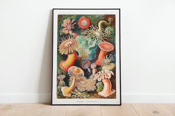 Ernst Haeckel Anemone Wall Art Print Poster | A3 A4 A5 | High