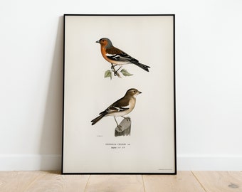 Chaffinch Bird Wall Art Print Poster | High Quality Archival Classic Home Decor Giclee Vintage Nature Artwork Bird Print