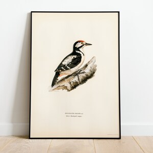 Duży Dzięcioł Ptak Sztuka Ścienna Plakat Wydrukowany | Wysokiej Jakości Archiwalny Klasyczny Wystrój Domu Giclee Vintage Natura Dzieło Sztuki