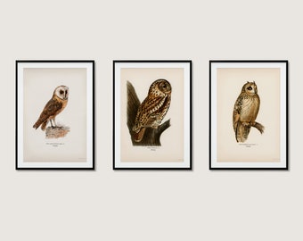 Eulen Vogel Sammlung Wand Kunst Druck Poster | Schleiereule Waldkauz Kurzohrige Eule | 3x Hochwertiges Home Decor Natur 3er Set