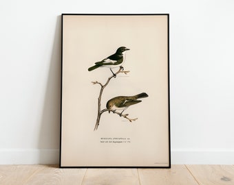 Oiva Toikka Sieppo Sininen / Blue Flycatcher Signed Bird Figurine