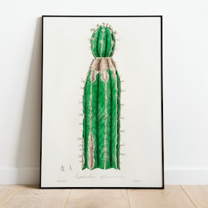 Euphorbia Kaktus Botanische Wand Kunst Druck Poster | A3-A4-A5 | Hochwertiges Classic Home Decor Giclee Vintage Art Deco Minimalist