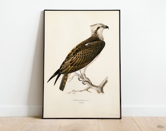 Póster con impresión artística de pared de ave rapaz de águila pescadora/impresión artística de naturaleza vintage Giclée de alta calidad para decoración del hogar clásica de archivo