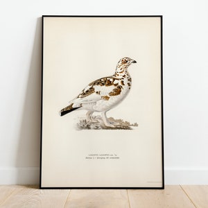 Póster con impresión artística de pared de pájaro de caza Willow Ptarmigan / Decoración clásica para el hogar de archivo de alta calidad Giclée Obra de arte vintage de la naturaleza