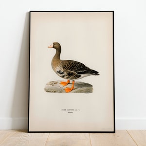 Greater White Fronted Goose Bird Wall Art Print Poster | High Quality Archival Classic Home Decor Giclee Vintage Nature Artwork