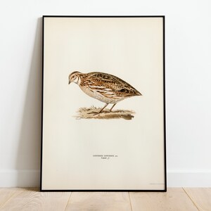 Wachteln Vogel Wand Kunst Druck Poster | Hochwertiges Archival Classic Home Decor Giclee Vintage Natur Vogel Kunstwerk