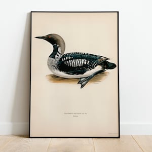 Black-Throated Loon Bird Wall Art Print Poster | High Quality Archival Classic Home Decor Giclee Vintage Nature Artwork Print