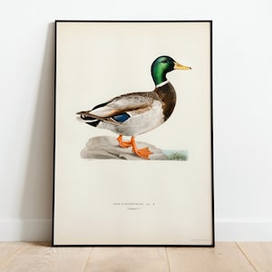 Póster con impresión artística de pared de pájaro pato real / Decoración clásica para el hogar de archivo de alta calidad Giclée Obra de arte vintage de la naturaleza Impresión de pájaro