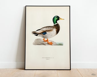 Mallard Duck Bird Wall Art Print Poster | High Quality Archival Classic Home Decor Giclee Vintage Nature Artwork Bird Print