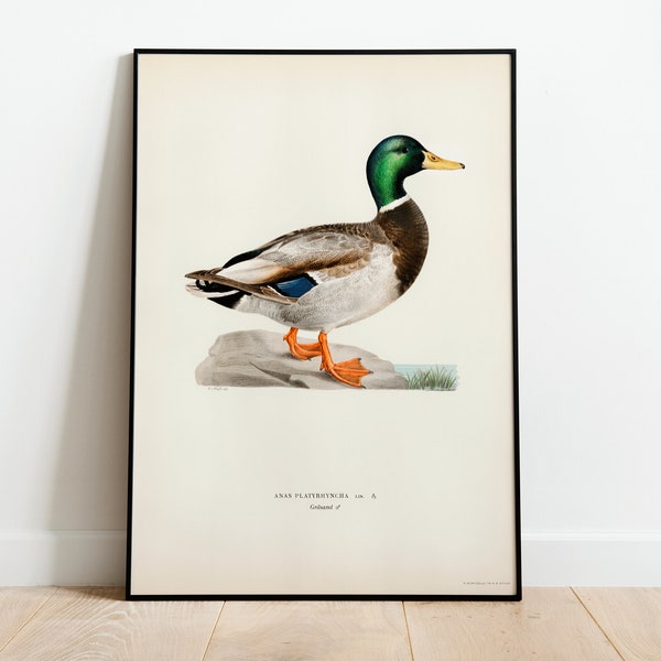 Poster impression d'art mural d'oiseau de canard colvert | Décoration d'intérieur classique d'archives de haute qualité, giclée vintage, oeuvre d'art de la nature, impression d'oiseaux