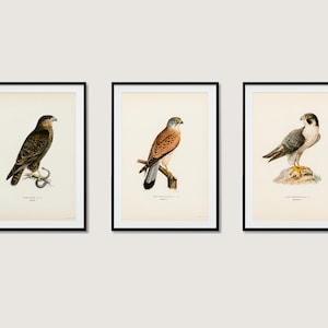 Bird Of Prey Collection Wall Art Print Poster | Buzzard Kestrel Peregrine Falcon | 3x High Quality Home Decor Nature Set Of 3