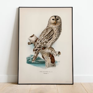 Ural Owl Bird Wall Art Print Poster | High Quality Archival Classic Home Decor Giclee Vintage Nature Artwork Bird Print