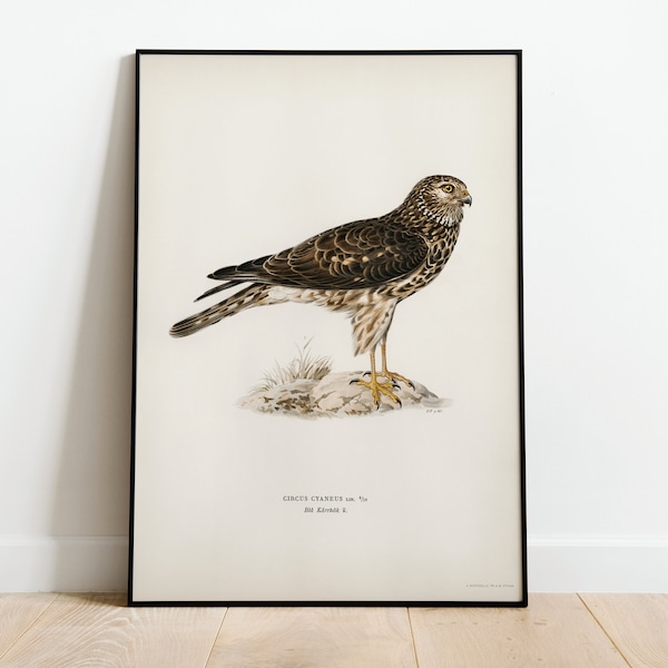 Hen Harrier Female Bird Of Prey Wall Art Print Poster | High Quality Archival Classic Home Decor Giclee Vintage Nature Artwork