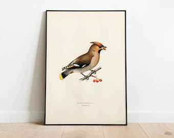 Bohemian Waxwing Bird Wall Art Print Poster | High Quality Archival Classic Home Decor Giclee Vintage Nature Artwork Bird Print