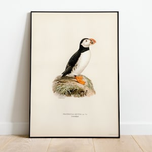 Póster con impresión artística de pájaro frailecillo atlántico para pared/impresión artística de pájaro natural vintage Giclée de alta calidad para decoración del hogar clásica de archivo