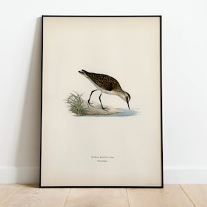 Little Stint Bird Wall Art Print Poster | High Quality Archival Classic Home Decor Giclee Vintage Nature Bird Artwork
