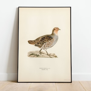 Póster con impresión artística de pared de pájaro de caza de perdiz gris / Decoración clásica para el hogar de archivo de alta calidad Giclée Obra de arte vintage de aves de la naturaleza