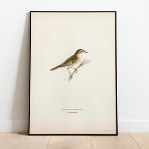 Grasshopper Warbler Bird Wall Art Print Poster | High Quality Archival Classic Home Decor Giclee Vintage Nature Bird Artwork