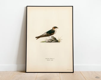 Póster con impresión artística de pared de pájaro joven de House Martin / Decoración clásica para el hogar de archivo de alta calidad Giclée Obra de arte vintage de la naturaleza Impresión de pájaro
