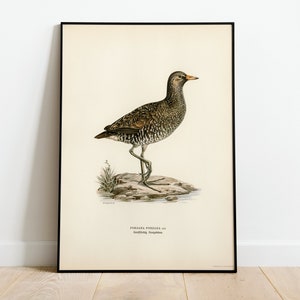Wasserschiene Vogel Wand Kunst Druck Poster | Hochwertiges Archival Classic Home Decor Giclee Vintage Natur Vogel Kunstwerk