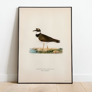 Flussregenpfeifer Regenpfeifer Vogel Wand Kunst Druck Poster | Hochwertiges Archival Classic Home Decor Giclee Vintage Natur Vogel Kunstwerk