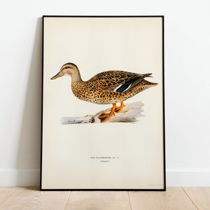 Mallard Female Duck Bird Wall Art Print Poster | High Quality Archival Classic Home Decor Giclee Vintage Nature Artwork Print