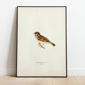Tree Sparrow Bird Wall Art Print Poster | High Quality Archival Classic Home Decor Giclee Vintage Nature Artwork Bird Print